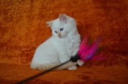 Kocourek Ragdoll s PP